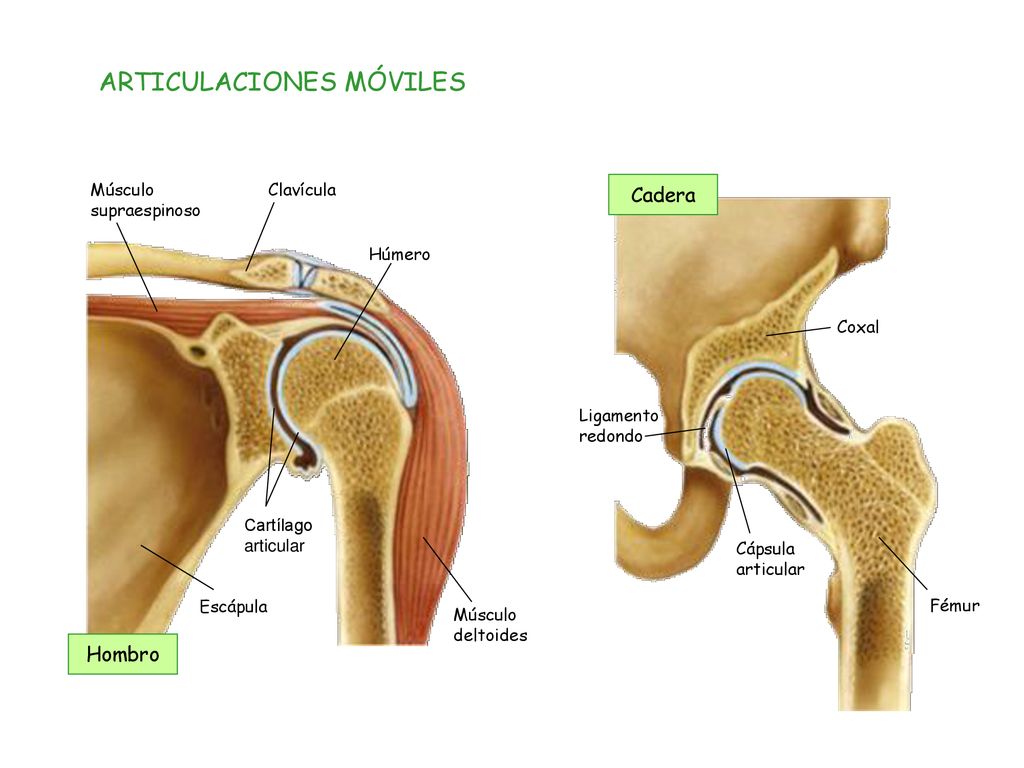 Cadera las huesos la que articulaciones de forman